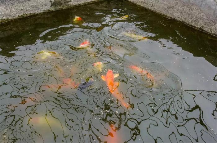 鵬鴻制膠循環(huán)水養(yǎng)魚池